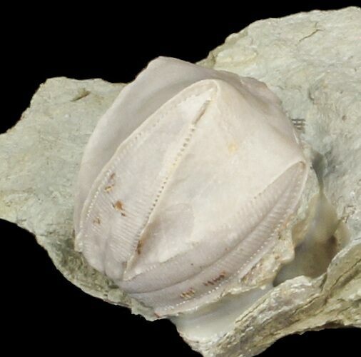 Large Blastoid (Pentremites) Fossil - Illinois #42824